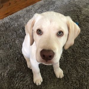 Meet your Posher, Grace